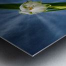 Flower bells are ringing Metal print