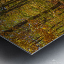 Forest Reflections Metal print