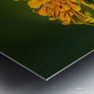 Hummer seeks the nectar Metal print