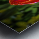 Keukenhof rose Metal print