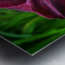 Purple Lily Metal print