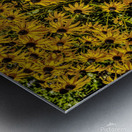 Black-eyed Susans Metal print