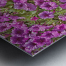 Pansy Garden Metal print