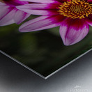 Dahlia flower and monarch Metal print