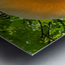  Elm Cap Mushroom Metal print
