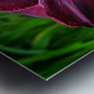 Purple Lilly Metal print