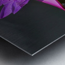 Purple pond Lilly Metal print