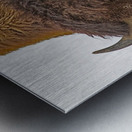 Bull bison Metal print