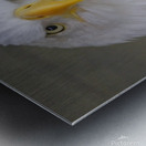 Bald eagle  Metal print
