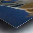 Northern Gannet Metal print