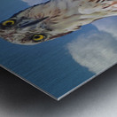 Osprey posing Metal print