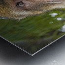 Barbary Macaques Monkey Metal print