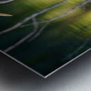 Blue Heron fishing Metal print