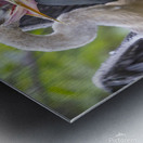 Anhinga at lunch Metal print