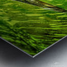  Reflections of sandhill crane  Metal print