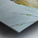 Colorful Wood duck landing Metal print