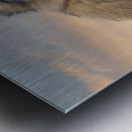  Barbary Macaques Monkey Metal print