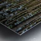 Stand of Pines Metal print