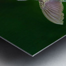 Hummer on flower Metal print