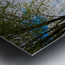 A crowd of dandelion Metal print