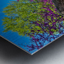Eastern Redbud Metal print