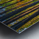 Bent tree in the forest  Metal print