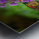 Monarch on Blazing Star Metal print