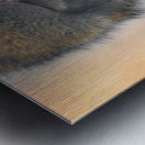 Barbary Macaques monkey Metal print