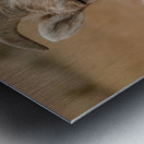 Dual big horns Metal print