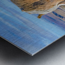 Badlands bighorn sheep Metal print