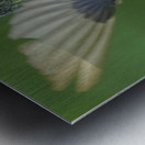 Tree swallow home Metal print