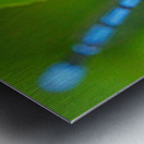 Damselfly and bee Metal print