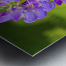 Bee on a lupin Metal print