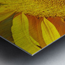 Bee on sunflower Impression metal