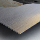 Trumpeting swan Metal print