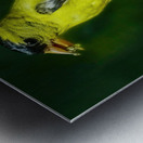 Goldfinch in tree Metal print