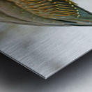 Green heron feeding Metal print