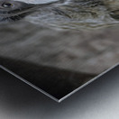 Spider monkey Metal print