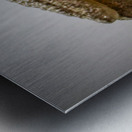 Tree frog Metal print