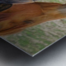 Washington horses Metal print