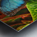 Common blue morpho Metal print