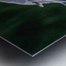 Blue heron landing Metal print