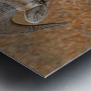 The look- bighorn sheep Metal print