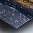 Migration of the birds Metal print