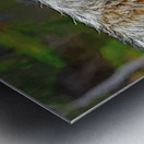 Wolf in the wild Metal print