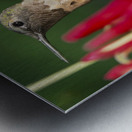 Hummer in the red Metal print