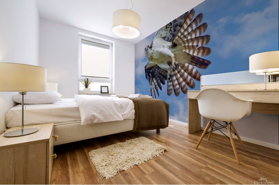 Osprey on the hunt Mural print