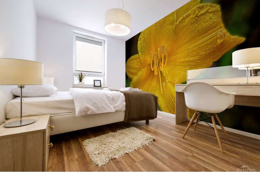 Yellow Day lily Mural print