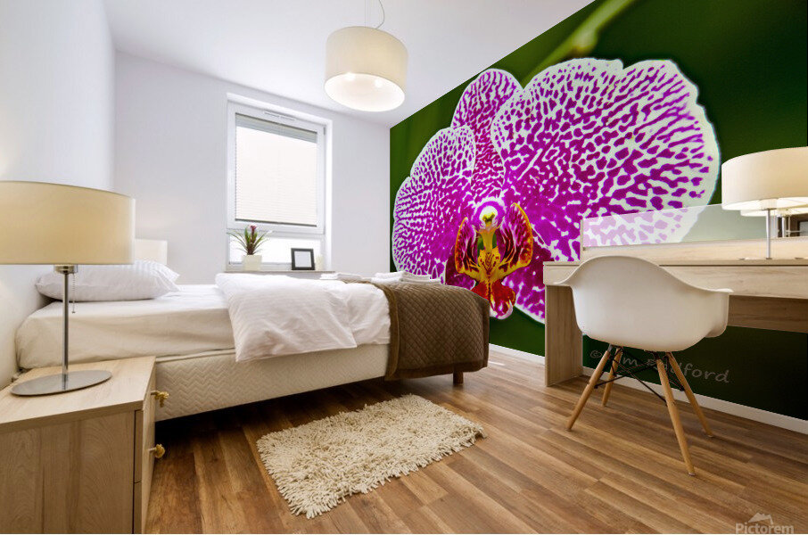 Pink Orchid Mural print
