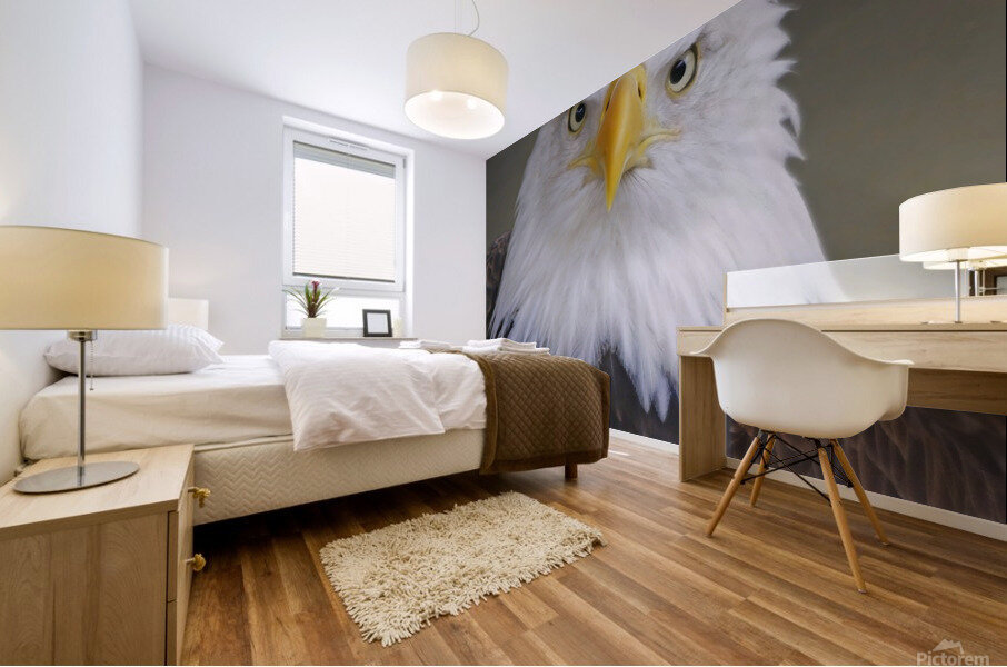 Bald eagle  Mural print
